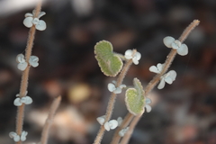 Pseudodictamnus acetabulosus