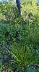 Scirpus pedicellatus