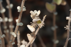 Pseudodictamnus acetabulosus