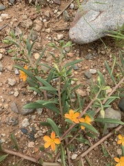 Talinum aurantiacum