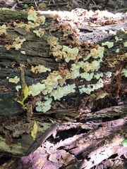 Ductifera pululahuana