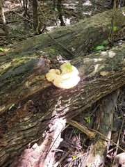 Cerioporus squamosus