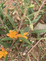 Talinum aurantiacum