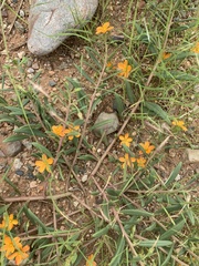 Talinum aurantiacum