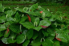 Chloranthus serratus