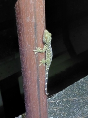 Gekko reevesii