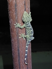 Gekko reevesii
