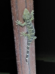 Gekko reevesii