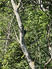 Dryocopus pileatus