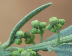 Antizoma angustifolia