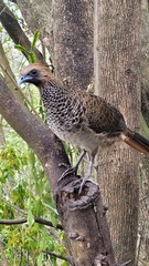 Ortalis araucuan