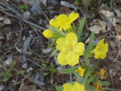 Lithospermum cobrense