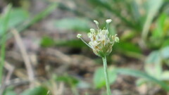Plantago arenaria