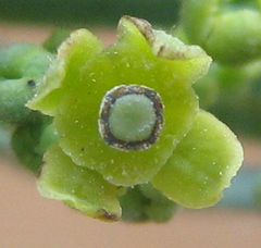 Antizoma angustifolia