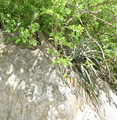 Agalychnis dacnicolor