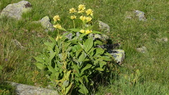 Gentiana burseri villarsii