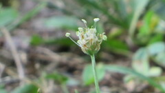Plantago arenaria