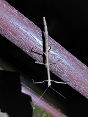Phraortes stomphax