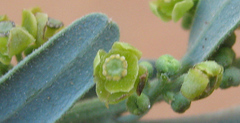 Antizoma angustifolia