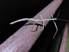 Phraortes stomphax