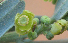 Antizoma angustifolia