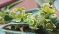 Antizoma angustifolia