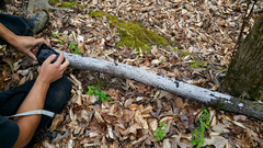 Biscogniauxia atropunctata