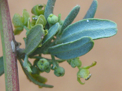 Antizoma angustifolia