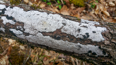 Biscogniauxia atropunctata