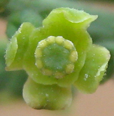 Antizoma angustifolia