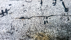 Biscogniauxia atropunctata