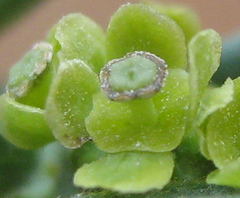 Antizoma angustifolia