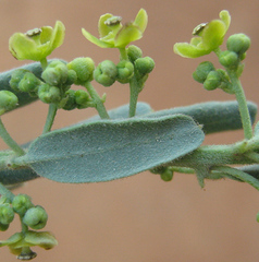 Antizoma angustifolia