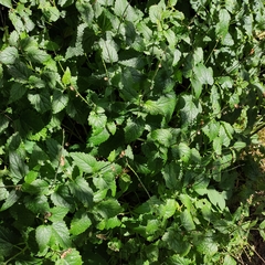 Scutellaria altissima