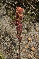 Castilleja praeterita
