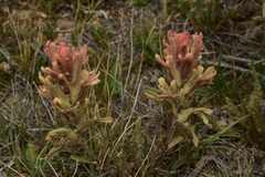 Castilleja praeterita