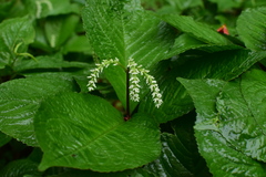 Chloranthus serratus