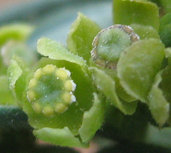 Antizoma angustifolia