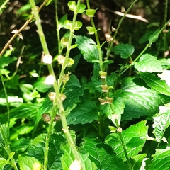 Scutellaria altissima