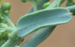 Antizoma angustifolia