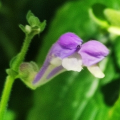 Scutellaria altissima