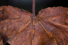Ambarignomonia petiolorum