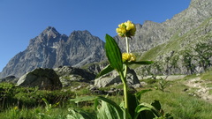 Gentiana burseri villarsii
