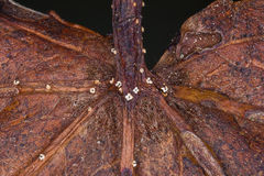 Ambarignomonia petiolorum