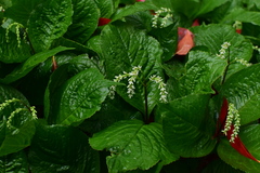 Chloranthus serratus