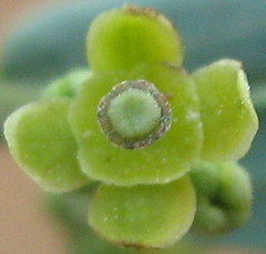 Antizoma angustifolia