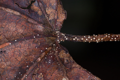Ambarignomonia petiolorum