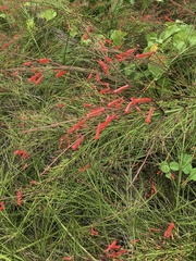 Russelia equisetiformis