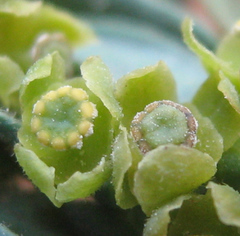 Antizoma angustifolia