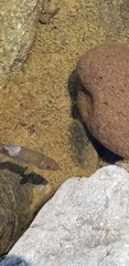Catostomus